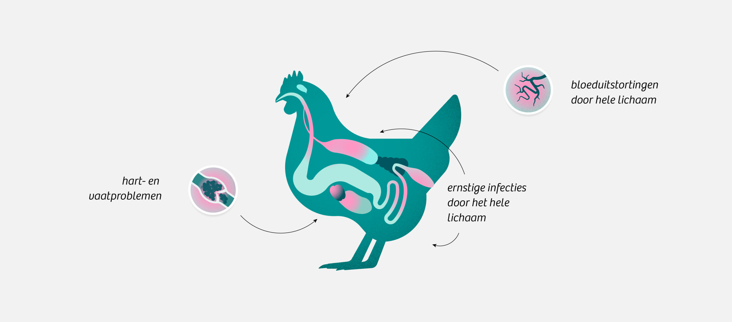 project page header - Bird flu