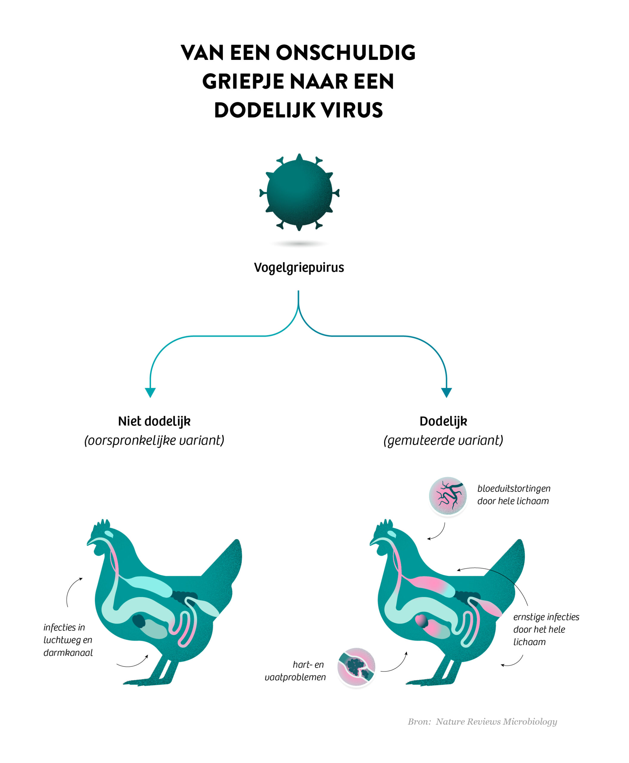 portfolio project page - bird flu mutation